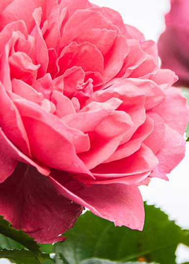 Rosentage auf der Insel Pellworm